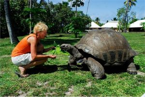 The Seychelles