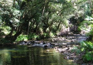 Daintree National Park, Australia