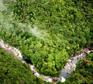 Daintree National Park, Australia