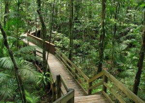 Daintree National Park, Australia