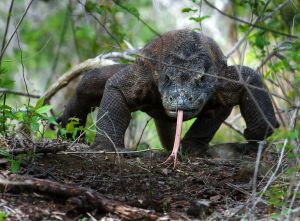 The Komodo Island