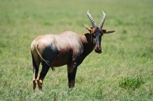 Serengeti National Park, Tanzania