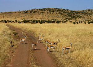 Serengeti National Park, Tanzania