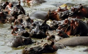 Serengeti National Park, Tanzania