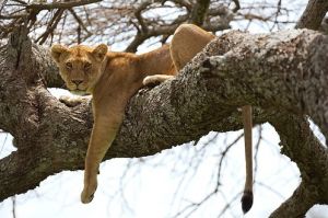 Serengeti National Park, Tanzania