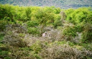 Ngorongoro  Conservation Area, Tanzania