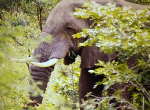   Hwange National Park, Zimbabwe