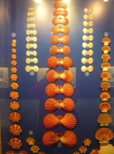  The Seashell Museum