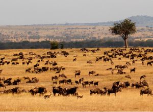 Serengeti, Tanzania