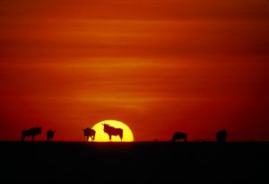 Serengeti, Tanzania