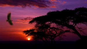 Serengeti, Tanzania