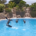 Image Loro Park in Puerto de la Cruz, Spain - The best water parks in the world