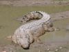 Crocodile on Ramree Island