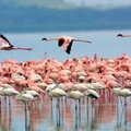 Lake Nakuru in Kenya