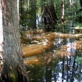 Image Manchac Swamp