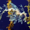 Image Leafy Sea Dragon - Top wierd animals worth traveling for