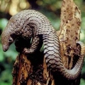 Image Tree Pangolin - Top wierd animals worth traveling for