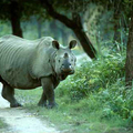 Image Kaziranga National Park in Assam