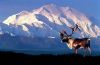 picture General view Mount McKinley