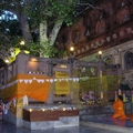 Image Bodhi Tree in Bodhgaya, India