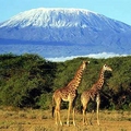 Kilimanjaro