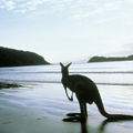Image Kangaroo Island, Australia - The best places to watch wildlife