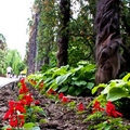 Image Nikitsky Botanical Garden - The most amazing places in Crimea