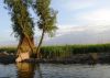 picture Spectacular view Danube Delta