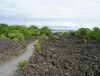 Lava field with path and encroaching vegetation  