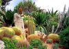 Unique cacti collections