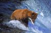 picture Brown bear Katmai National Park and Preserve