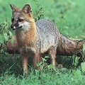Image Gray fox-active animal