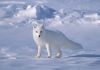 picture  Arctic fox The Arctic Ocean
