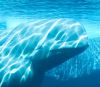 Blue whale into the sea