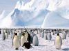 Penguin's kingdom