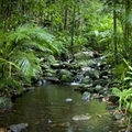 Image Daintree National Park, Australia - The Cleanest Places in the World