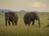 Elephants sightseeing