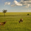 Masai Mara National Reserve, Kenya