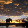  Chobe National Park, Botswana
