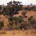 Kruger National Park, South Africa