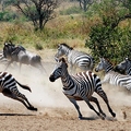 Image Serengeti National Park, Tanzania - The Best Places for a Safari in Africa