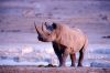 Endangered black rhinocero