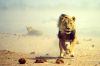 Etosha safari lion running