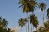 Swaying coconut palms 