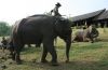 picture Majestic Thai elephants Elephant trekking