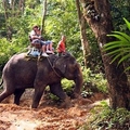 Image Elephant trekking - The Best Places to Visit in Phuket, Thailand