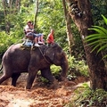 Elephant trekking