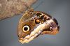 Owl Butterfly at Artis Zoo Amsterdam