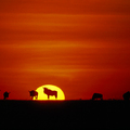 Image Serengeti, Tanzania - The best places to watch sunset 