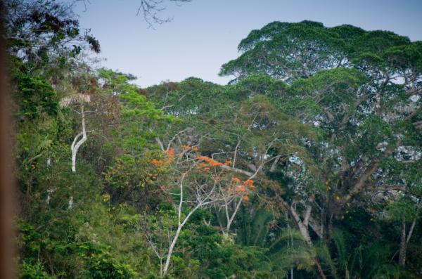 Amazon - Amazon forest
